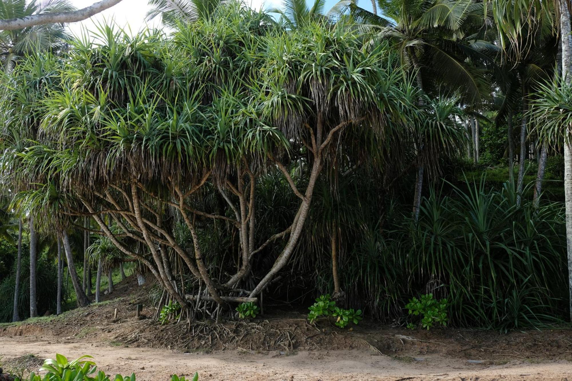 Menaka Homestay Tangalle Bagian luar foto